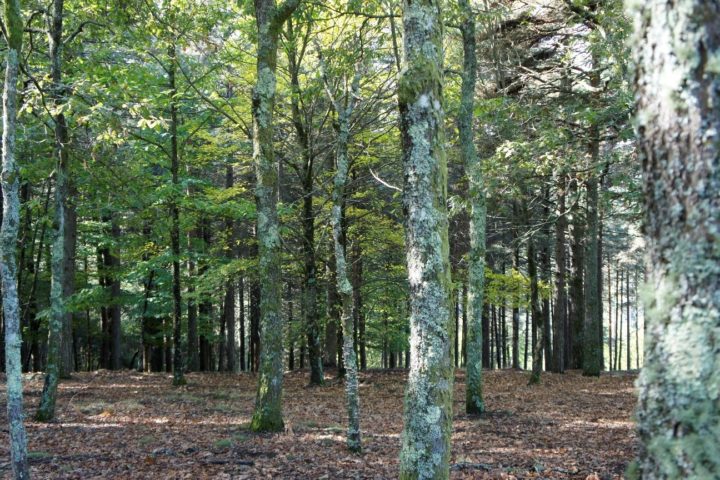 IPC em projeto de valorização da fileira florestal da região Centro