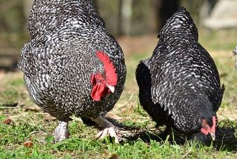 Galinhas “pastoras” ajudam a controlar infestantes