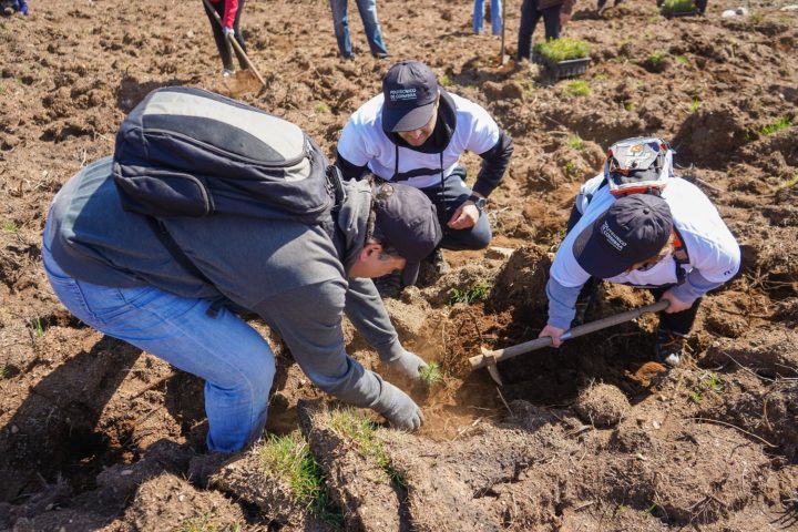 1500 árvores plantadas no Parque Natural da Serra da Estrela